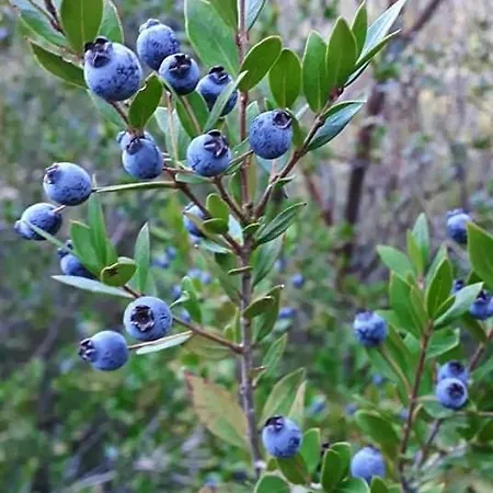 Türkmen Aparthotel *